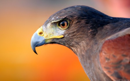 Black Falcon